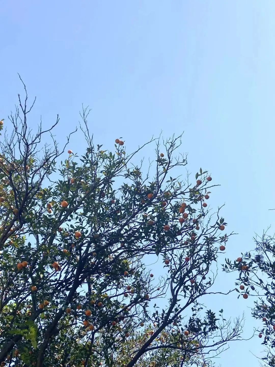 DƬ